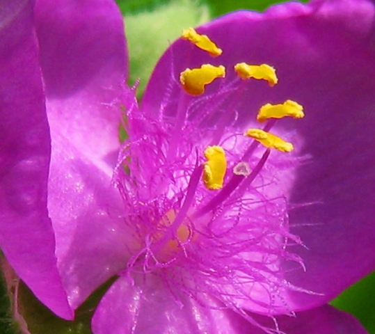 Virginia spiderwort, برگ بیدی